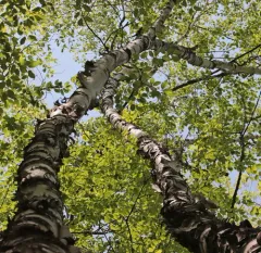 heartleaf paper birch thumbnail 3