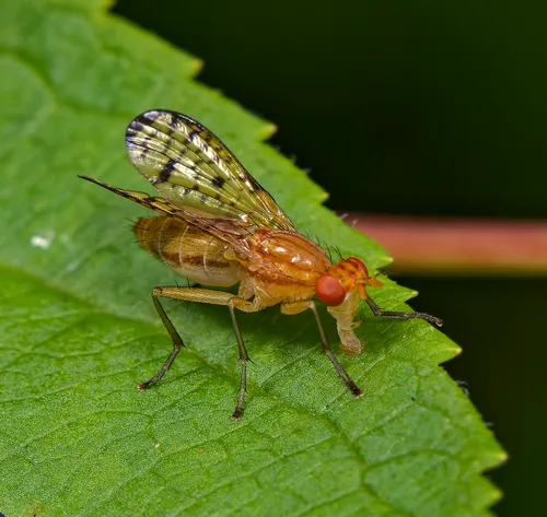 Tetanocera valida