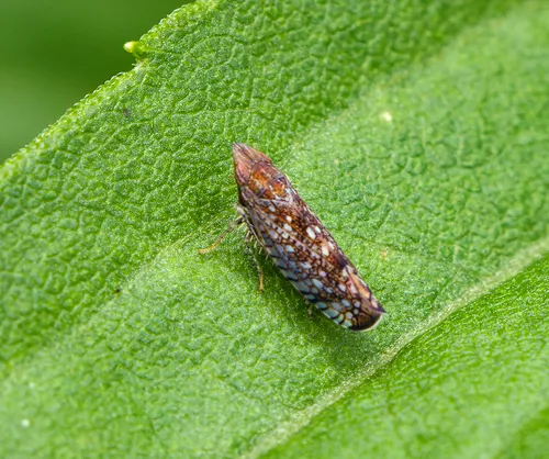 Sharp-nosed Leafhopper