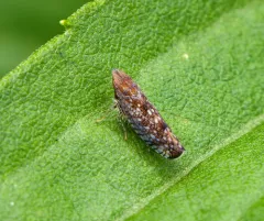 Sharp-nosed Leafhopper thumbnail 1