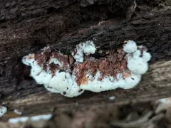 Sarcoporia longitubulata thumbnail 1