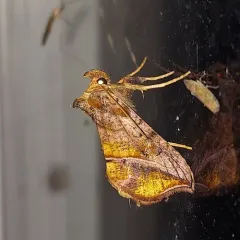 Straight-lined Looper Moth thumbnail 3
