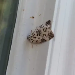 Hebrew Moth thumbnail 3