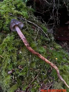 Phaeocollybia benzokauffmanii thumbnail 1