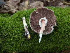 Agaricus leptocaulis thumbnail 4