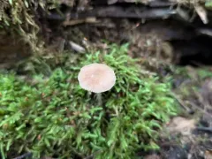 Pluteus pallidus thumbnail 3