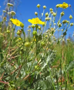Brewer's cinquefoil thumbnail 4