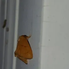 Abbreviated Button Slug Moth thumbnail 3