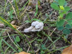 Mycogone rosea thumbnail 4