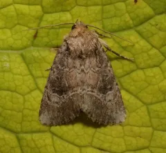 United Cutworm thumbnail 4