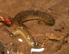 Olympic Torrent Salamander thumbnail 4