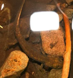 Cope's Giant Salamander thumbnail 4