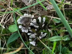 Thelephora regularis thumbnail 3