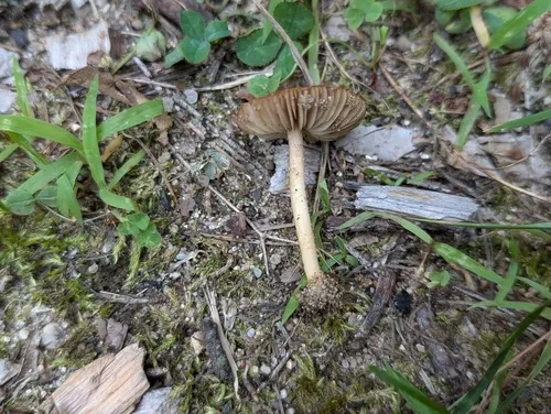 Inocybe glabrodisca