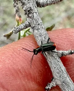 Malachius horni thumbnail 1