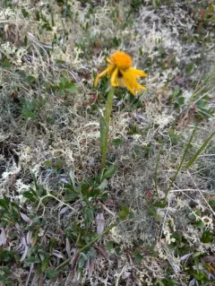 Twice-hairy Groundsel thumbnail 4