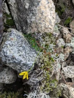 thymeleaf saxifrage thumbnail 2