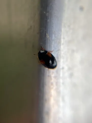 Tritoma humeralis
