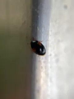 Tritoma humeralis thumbnail 1