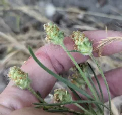 Sand Plantain thumbnail 3