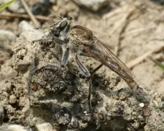Proctacanthella cacopiloga thumbnail 4