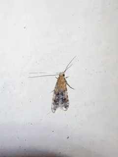 Homosetia costisignella thumbnail 3
