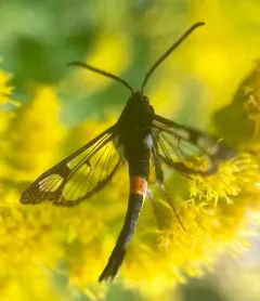 Red-belted Clearwing Moth thumbnail 4