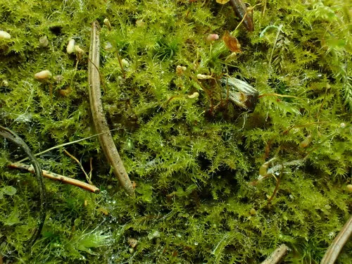 Campylophyllopsis hispidula
