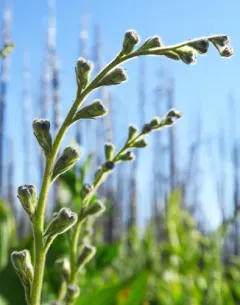 Kittitas larkspur thumbnail 4
