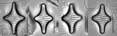 Staurosira leptostauron thumbnail 2