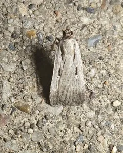 Alfalfa Looper Moth thumbnail 3