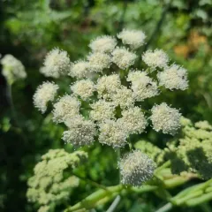 Lyall's angelica thumbnail 2