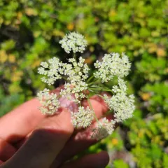 Gray's Lovage thumbnail 4