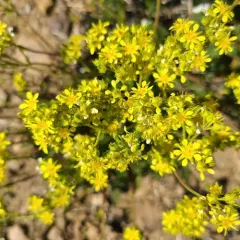 Tweedy's ivesia thumbnail 4