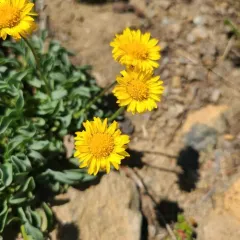 Alpine Yellow Fleabane thumbnail 3