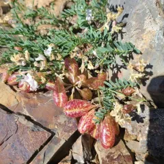 balloon milkvetch thumbnail 2