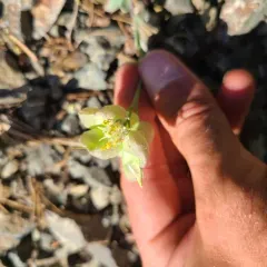 Washington Twinpod thumbnail 3