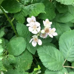 Armenian Blackberry thumbnail 4