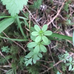 fragrant bedstraw thumbnail 3