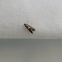 Yellow Nutsedge Moth thumbnail 3