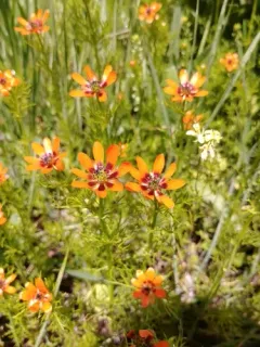 Summer Pheasant's-eye thumbnail 3