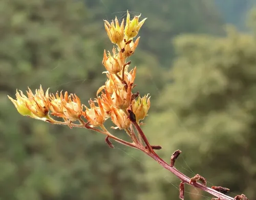 Rogue River Stonecrop