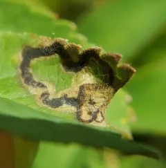 Stigmella rosaefoliella thumbnail 4