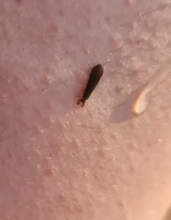 Mystacides alafimbriatus thumbnail 4