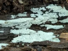 Ceriporia reticulata thumbnail 4