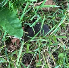 Creeping Vole thumbnail 2