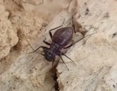 Bertkauia crosbyana thumbnail 1