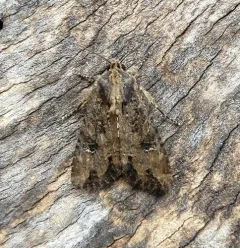 Rice Worm Moth thumbnail 3