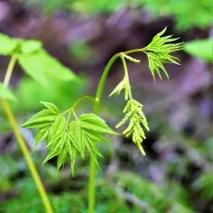 Goatsbeard thumbnail 4