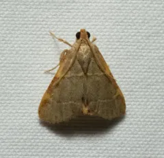 Pink-fringed Dolichomia Moth thumbnail 3